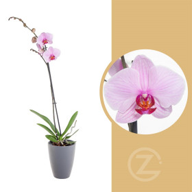Orchidej Můrovec, Phalaenopsis, 1 výhon, světle růžová