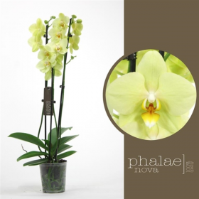 Orchidej Můrovec, Phalaenopsis Alassio, 2 výhony, žlutá