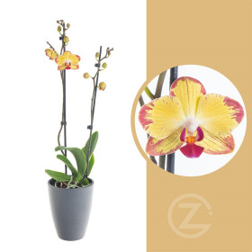 Orchidej Můrovec, Phalaenopsis Evolution, 2 výhony, žluto - vínová