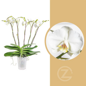 Orchidej Můrovec, Phalaenopsis EXTRA, 5 výhonů, bílá
