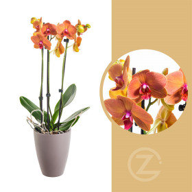 Orchidej Můrovec, Phalaenopsis Fuller Sunset, 2 výhony, oranžová