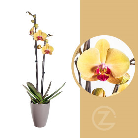 Orchidej Můrovec, Phalaenopsis Goldion, 2 výhony, žluto - vínová