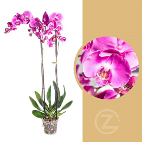 Orchidej Můrovec, Phalaenopsis grandiflora, 2 výhony, tmavě růžová