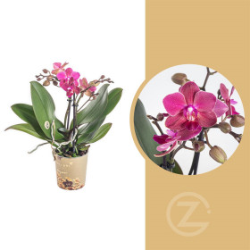 Orchidej Můrovec, Phalaenopsis Kolibri Fragrance, 2 výhony, fialová