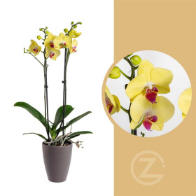 Orchidej Můrovec, Phalaenopsis Limelight, 2 výhony, žlutá