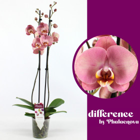 Orchidej Můrovec, Phalaenopsis Limited Edition 4