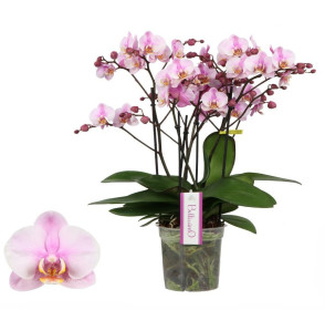 Orchidej Můrovec, Phalaenopsis multiflora Bellissimo, vícevýhonová, růžová