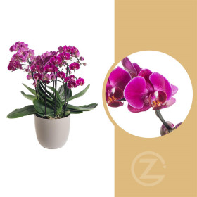 Orchidej Můrovec, Phalaenopsis multiflora Bellissimo, vícevýhonová, tmavě růžová
