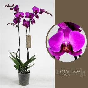 Orchidej Můrovec, Phalaenopsis Party Time, 2 výhony, tmavě růžová