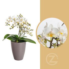 Orchidej Můrovec, Phalaenopsis Wild, vícevýhonová, bílá
