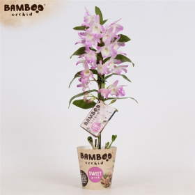 Orchidej Stromobytec, Dendrobium nobile, 1 výhon, bílo - růžová