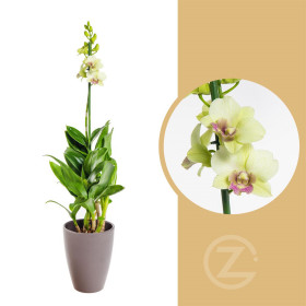 Orchidej Stromobytec, Dendrobium Sa - nook, světle zelená