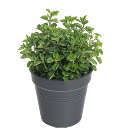 Oregano neboli Dobromysl, Origanum vulgare, v květináči