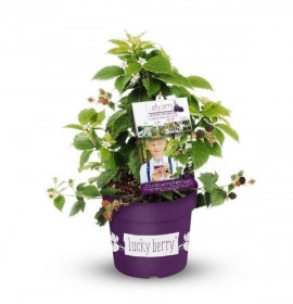 Ostružiník remontantní, Rubus fruticosus Luckyberry, velikost kontejneru 4.6 l
