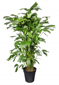 Palicha jemná, Caryota mitis, vysoká 100 - 120 cm, průměr květináče 24 cm