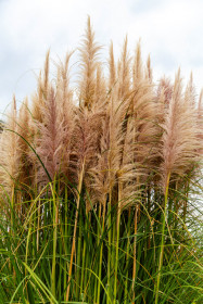 Pampová tráva, Cortaderia selloana Pumila, velikost kontejneru 2 l