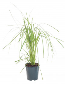 Pampová tráva, Cortaderia selloana Rosea, velikost kontejneru 2 l
