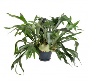 Parožnatka, Platycerium bifurcatum, závěs, průměr květináče 18 cm