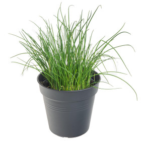 Pažitka pobřežní, Allium schoenoprasum, v květináči