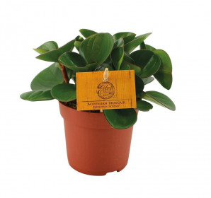 Pepřinec, Peperomia obtipan, průměr květináče 10.5 cm