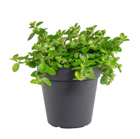 Pepřinec trpasličí, Peperomia rotundifolia, průměr květináče 10 - 12 cm