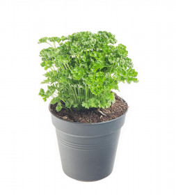Petržel kudrnka, Petroselium crispum convar. vulgare, v květináči