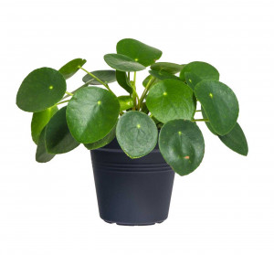 Pilea, Pilea peperomioides, průměr květináče 12 cm