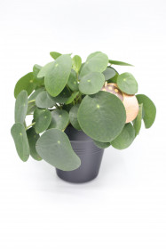 Pilea, Pilea peperomioides, průměr květináče 15 cm