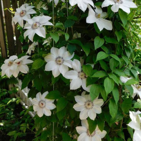 Plamének, Clematis Miss Bateman, velikost kontejneru 2 l