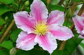 Plamének, Clematis Piilu, velikost kontejneru 2 l