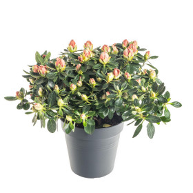 Pokojová azalka, Azalea indica, oranžová, průměr květináče 13 cm
