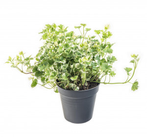 Popenec obecný, Glechoma hederacea, průměr květináče 10 - 12 cm