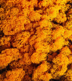 Preparovaný lišejník, 500 g, oranžový