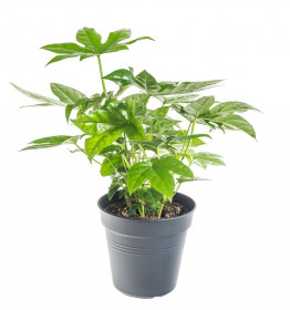 Prodara japonská, Fatsia japonica, průměr květináče 12 cm