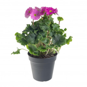 Prvosenka číškovitá, Primula obconica Touch Me Red, tmavě růžová