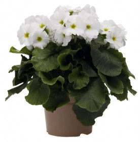 Prvosenka číškovitá, Primula obconica Touch Me White, bílá