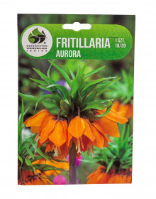 Řebčík cibule, Fritillaria Aurora, Jacek, oranžový, 1 ks