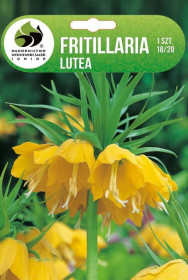 Řebčík cibule, Fritillaria Lutea, Jacek, žlutý, 1 ks