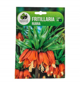 Řebčík cibule, Fritillaria Rubra, Jacek, tmavě oranžový, 1 ks