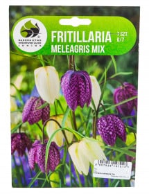 Řebčík kostkovaný cibule, Fritillaria meleagris, Jacek, mix barev, 7 ks