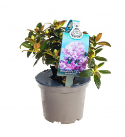 Rhododendron impeditum, Pěnišník obtížený Lavendula, fialový