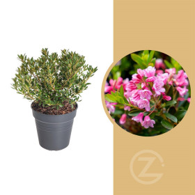Rhododendron micranthum, Pěnišník drobnokvětý Bloombux Magenta, tmavě růžový