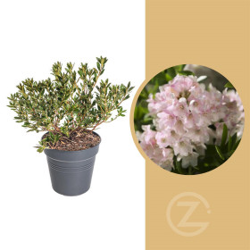 Rhododendron micranthum, Pěnišník drobnokvětý Bloombux, růžový