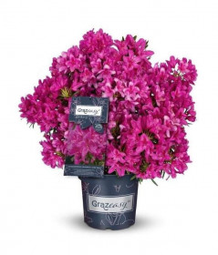 Rhododendron ponticum, Pěnišník pontický Grazeasy, tmavě růžový, velikost kontejneru 5 l