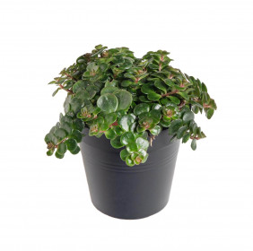 Rozchodník, Sedum makinoi Tundra Tornado, průměr květináče 10 - 12 cm