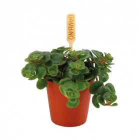 Rozchodník, Sedum makinoi Tundra Tornado, průměr květináče 6 cm