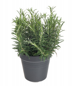 Rozmarýn lékařský, Rosmarinus officinalis, v květináči