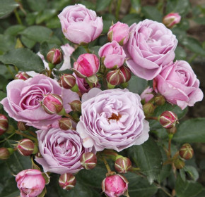 Růže Kordes Terrosa, Rosa Nautica, fialová, velikost kontejneru 9 l