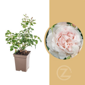 Růže mnohokvětá Kordes Parfuma, Rosa Constanze Mozart, světle růžová, velikost kontejneru 5 l