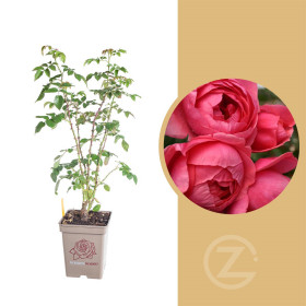 Růže mnohokvětá Kordes Parfuma, Rosa Gartenprinzessin Marie-José, červeno - růžová, kontejner 5 l